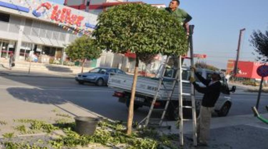 D&uuml;zce Belediyesi ağa&ccedil;ları bakıma aldı