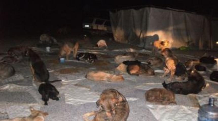 Zehirlenen k&ouml;pekler hayvanseverleri harekete ge&ccedil;irdi