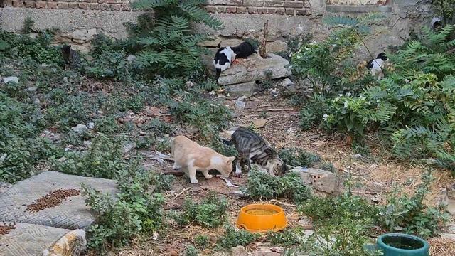 Bir kediyle başladı, kedi sokağına dönüştü 1