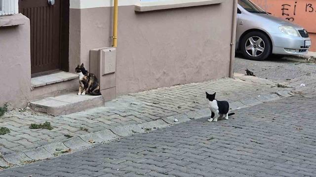 Bir kediyle başladı, kedi sokağına dönüştü 2