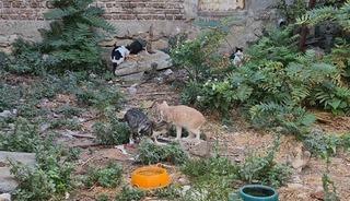 Bir kediyle başladı, kedi sokağına d&ouml;n&uuml;şt&uuml;