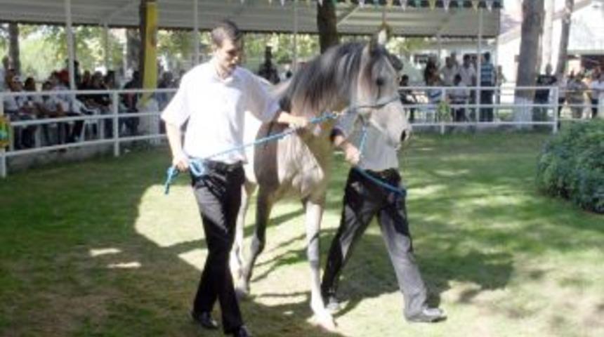 D&ouml;rt daire fiyatına Arap atı