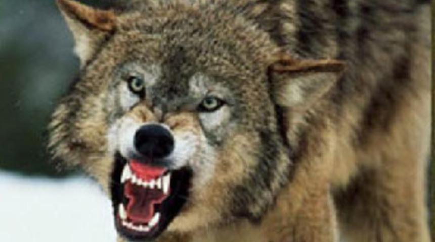 Kars'ta kurt vahşeti