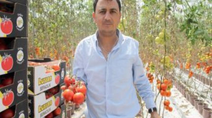 Termal enerji ile ısıtılan serada üretilen domates market raflarına girdi