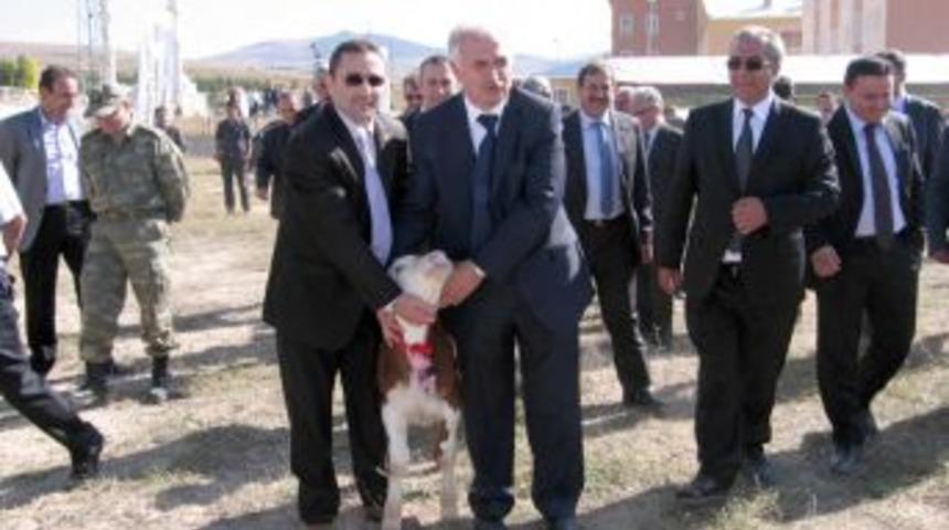 Şenkaya'da buzağılar g&uuml;zellikte yarıştı