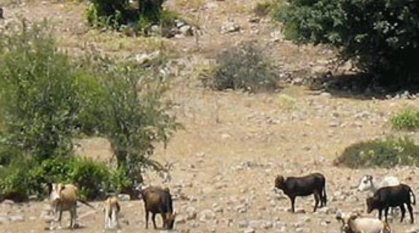 Diyanet fetvası, bu ineklerden kurban olmaz!