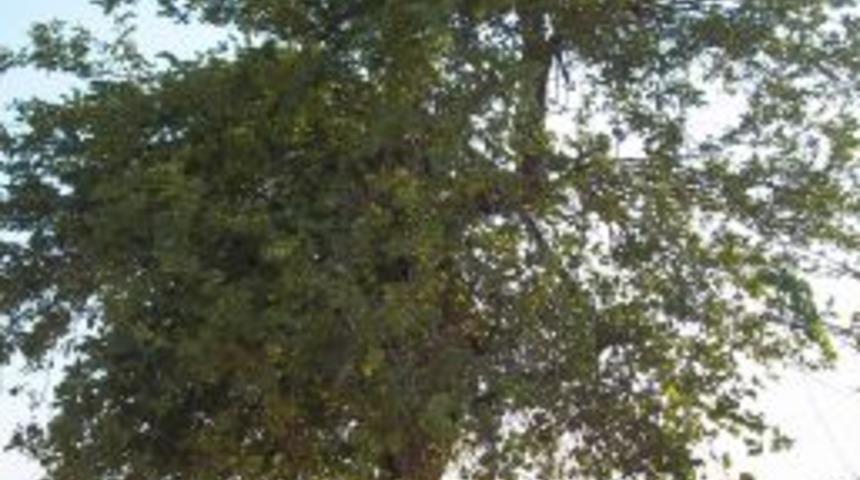 Vali Lekesiz'in doğa sevgisi yaşlı ağacı kesilmekten kurtardı