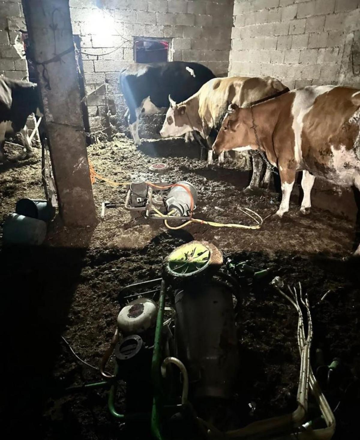 İnek sağarken elektrik akımına kapılan kadın hayatını kaybetti 1