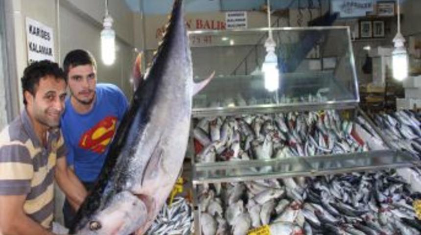 Palamut avına &ccedil;ıkan orkinos, Karadenizli balık&ccedil;ıların ağına takıldı