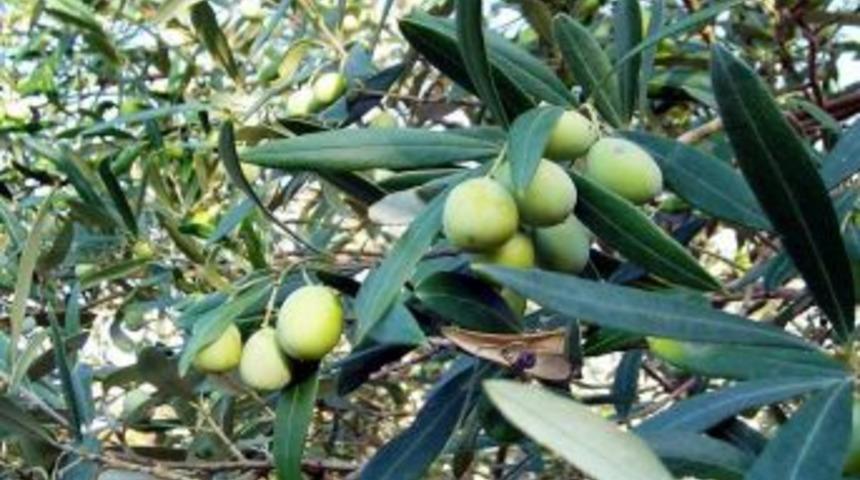 Erzin zeytinde de marka olmak istiyor