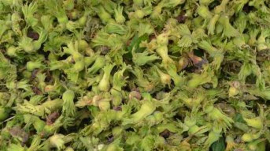 Ordu Ziraat Odası Başkanı: Fındığın fiyatını &uuml;retici belirlesin