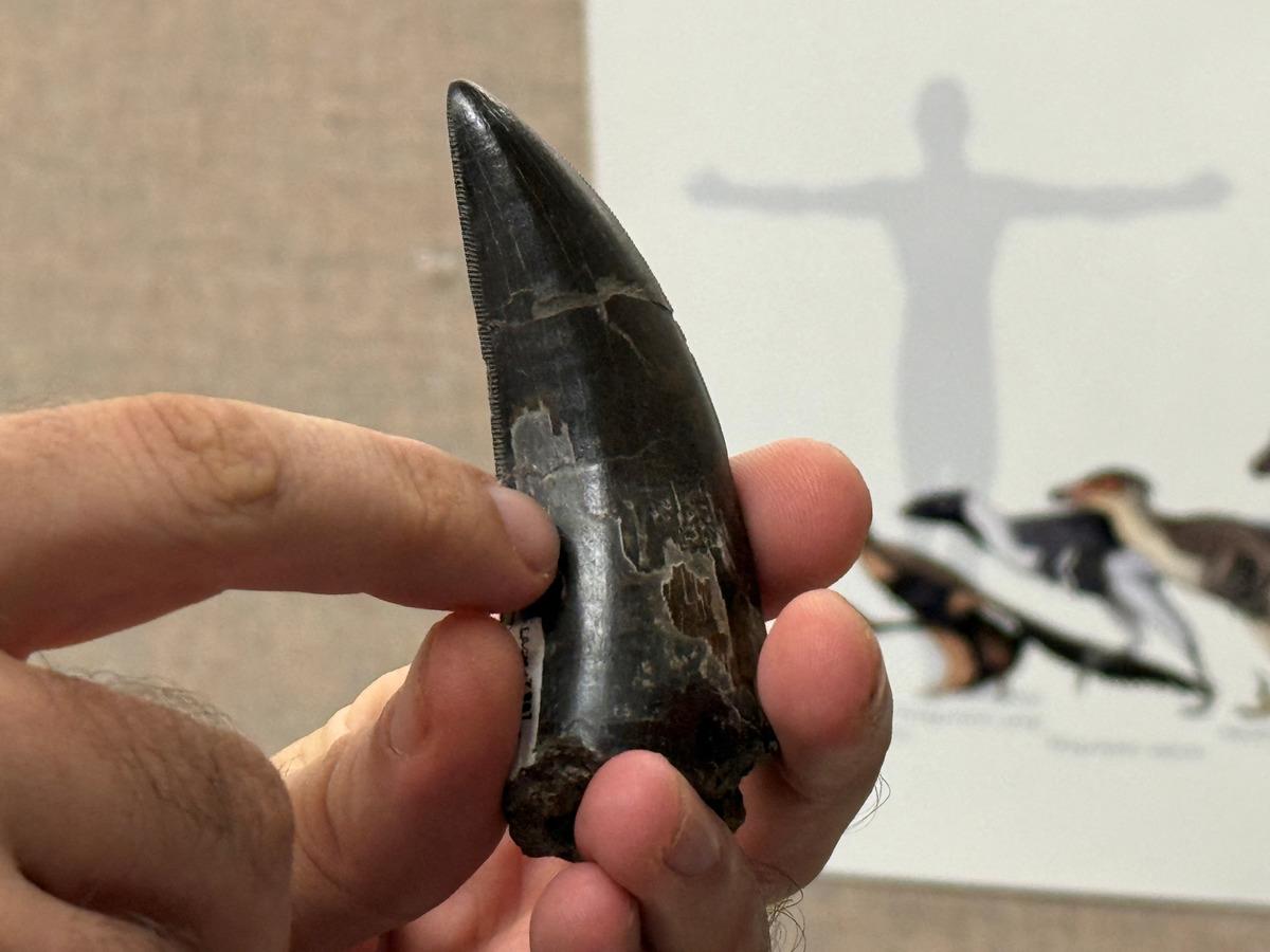 Milyonlarca yıl sonra ortaya çıktı: İnsanlarla benzer özelliği keşfedildi! 3