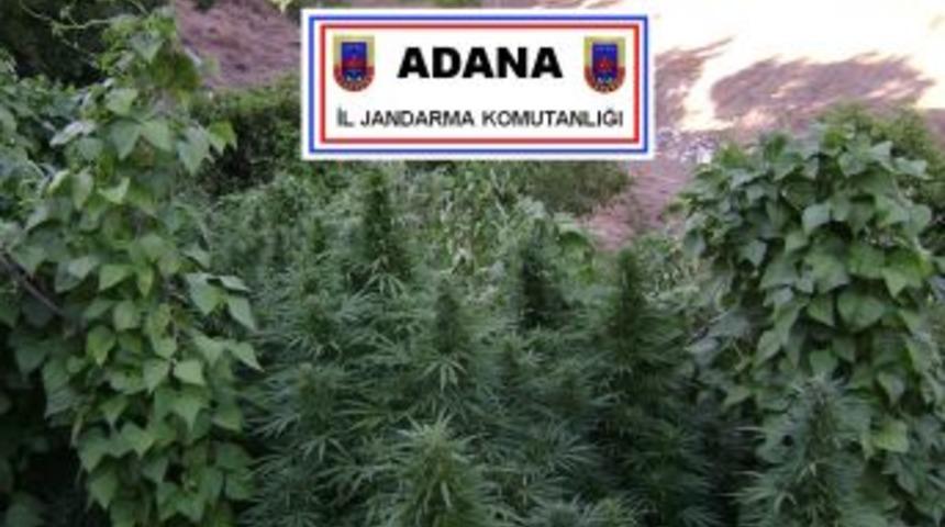 Mısırların arasından kenevir &ccedil;ıktı