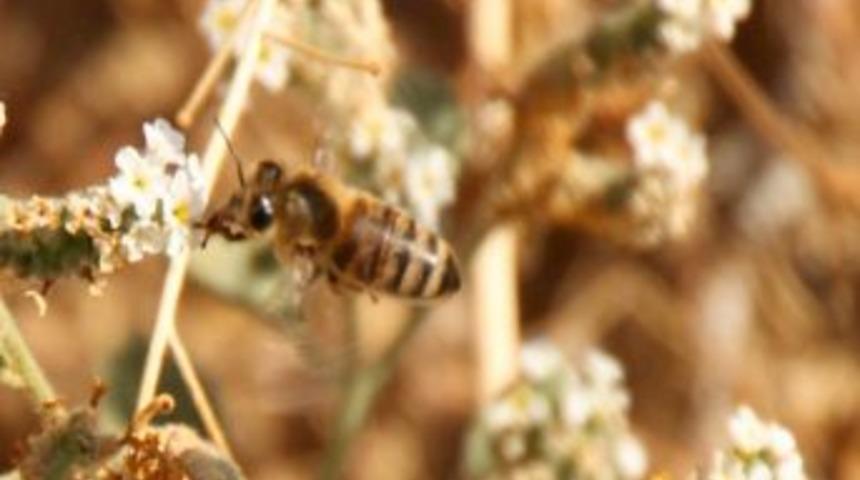 &Ouml;demiş&rsquo;e 150 hektarlık bal ormanı kuruluyor