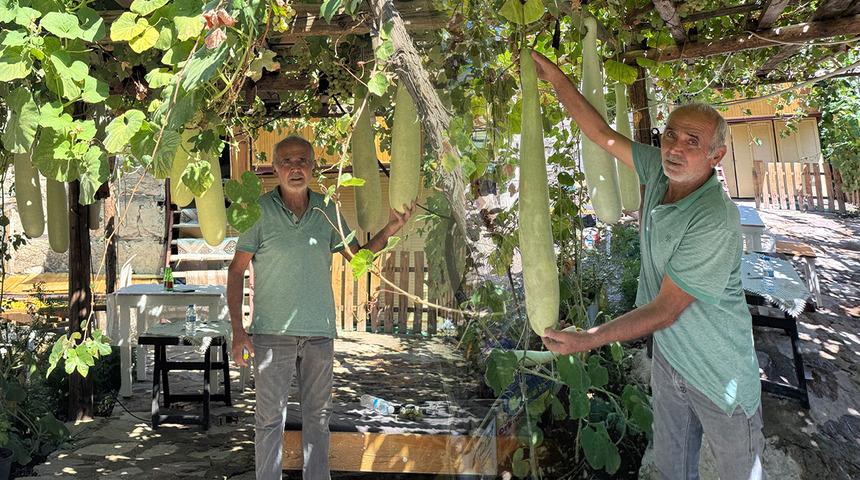 Deneme ama&ccedil;lı ekti, boyu 1 metreye dayandı: G&ouml;ren fotoğrafını &ccedil;ekiyor