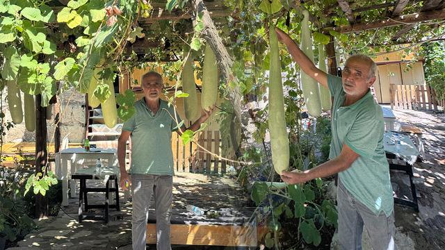 Deneme amaçlı ekti, boyu 1 metreye dayandı: Gören fotoğrafını çekiyor