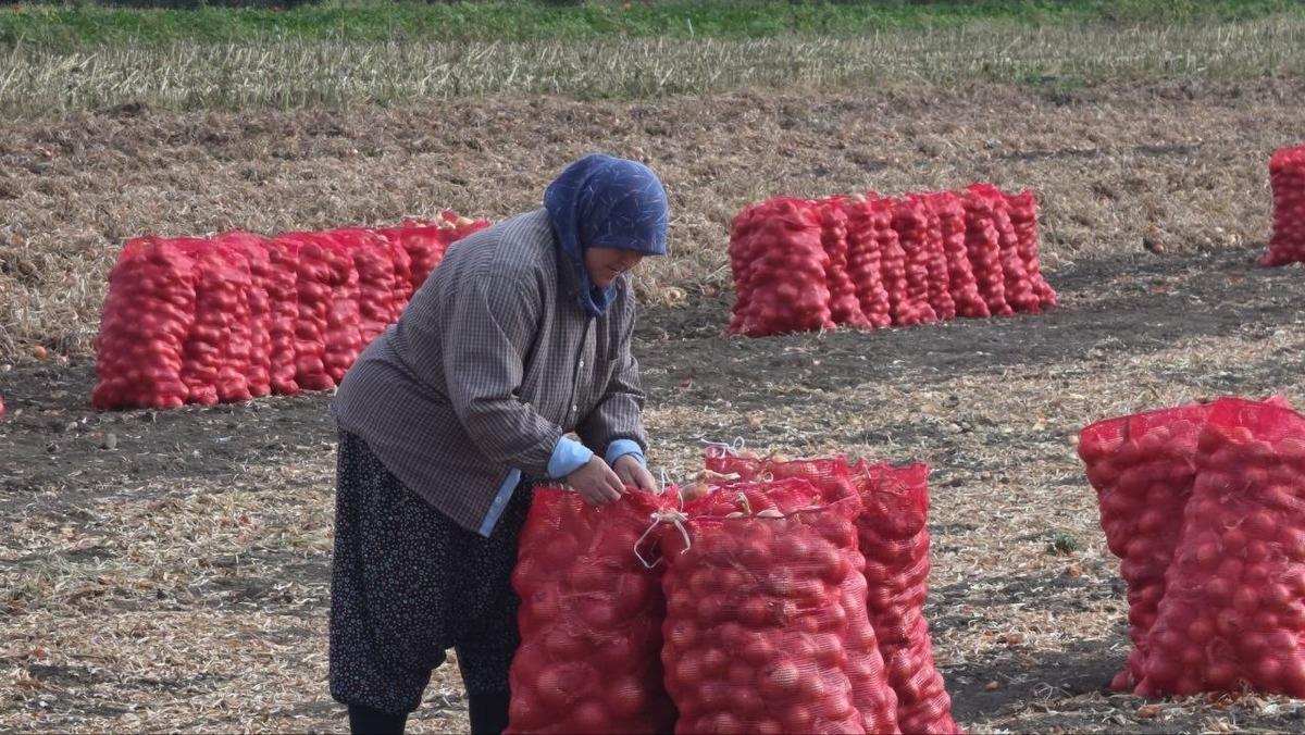 100 yıldır aynı topraklarda yetiştiriliyor! Hasadı başladı, 6 ay saklanabiliyor 2