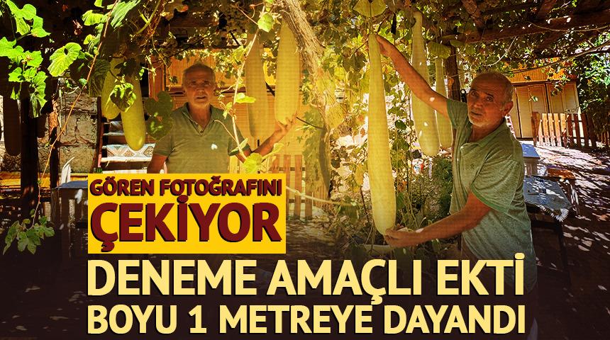 Deneme ama&ccedil;lı ekti, boyu 1 metreye dayandı