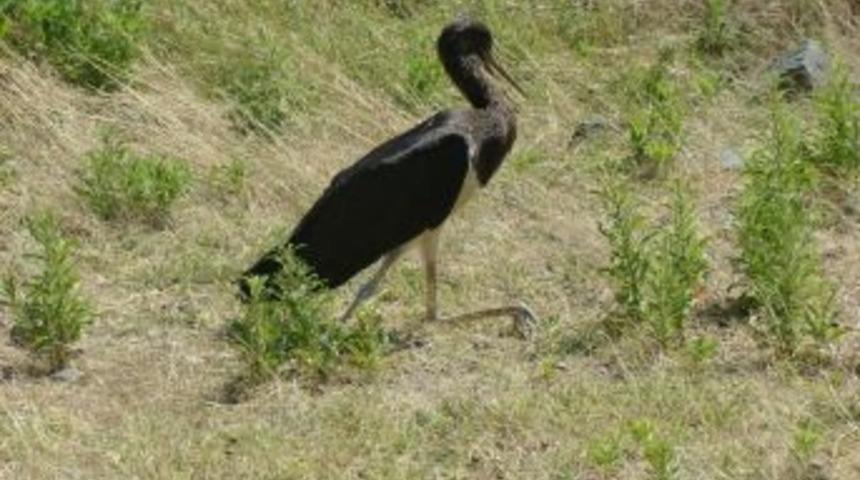 Ayağı poşete dolanan karaleylekleri vatandaşlar kurtardı