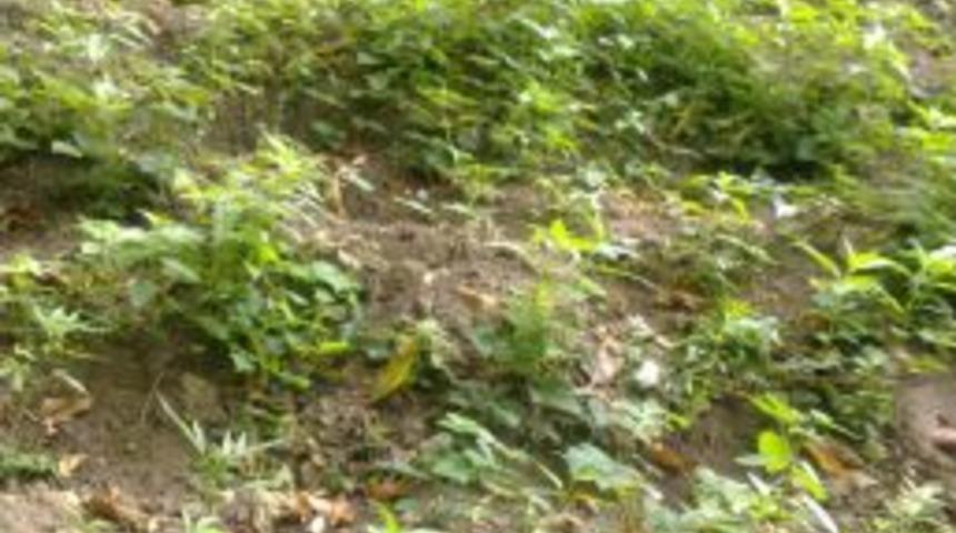 Jandarma bin 27 k&ouml;k kenevir ele ge&ccedil;irildi