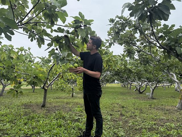Karadeniz'in incir t&uuml;rlerinin genetiği koruma altına alındı