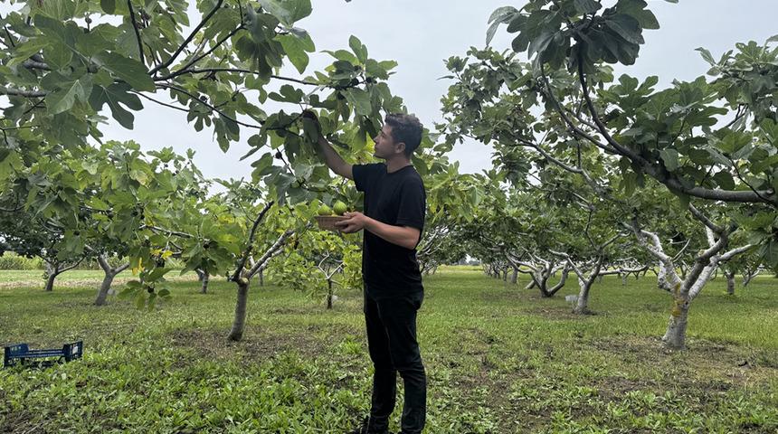 Karadeniz'in incir t&uuml;rlerinin genetiği koruma altına alındı