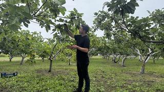Karadeniz'in incir türlerinin genetiği koruma altına alındı
