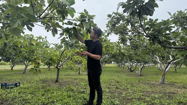Karadeniz'in incir türlerinin genetiği koruma altına alındı