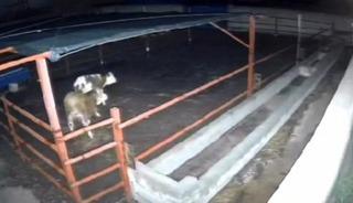 Mandıraya giren kurtlar hayvanlara saldırdı