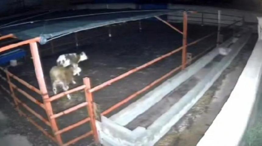 Mandıraya giren kurtlar hayvanlara saldırdı