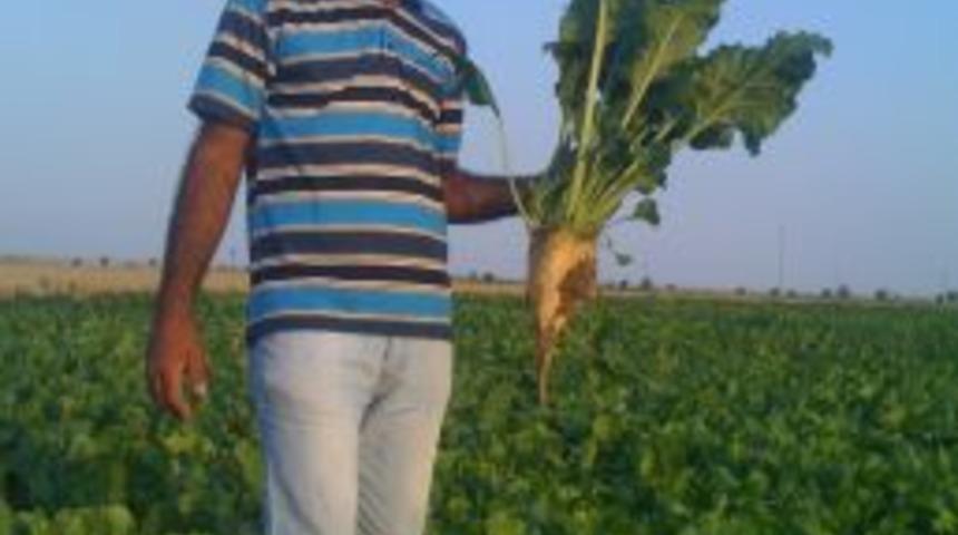 Pancar &ccedil;ift&ccedil;isi, bu yıl az maliyetle &ccedil;ok verim alacak