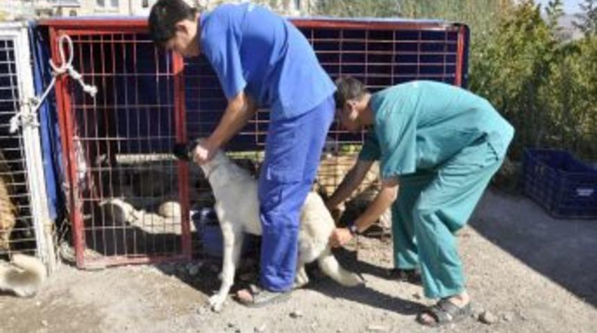 &Uuml;rg&uuml;p'te başıboş k&ouml;pekler aşılanıyor