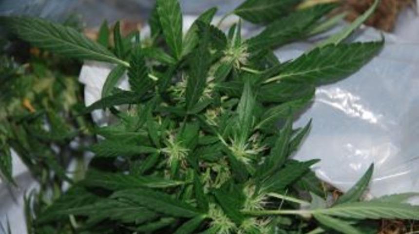 İstanbul'a getirilen esrar piyasaya s&uuml;r&uuml;lmeden ele ge&ccedil;irildi