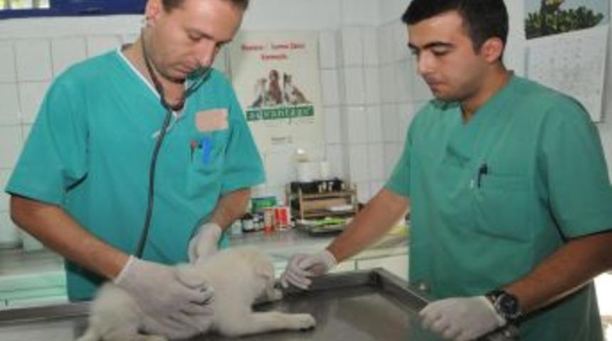 İzmir'de 7 ayda 2 bin 400 sokak hayvanı muayene edildi