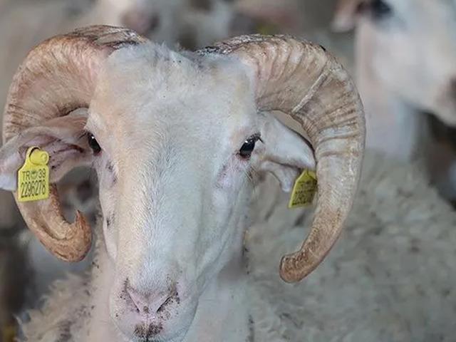 T&uuml;rkiye hayvan varlığında Avrupa'ya fark attı: Koyunda İspanya'yı 4'e, ke&ccedil;ide Yunanistan'ı 5'e katladı