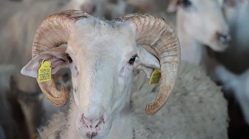 T&uuml;rkiye hayvan varlığında Avrupa'ya fark attı: Koyunda İspanya'yı 4'e, ke&ccedil;ide Yunanistan'ı 5'e katladı