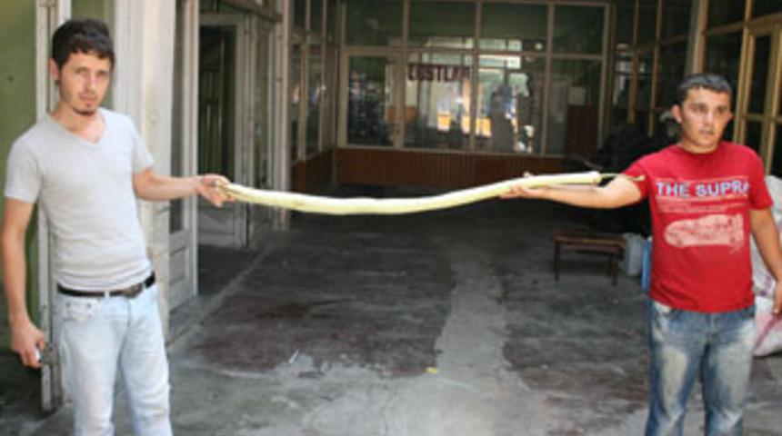 1,5 metrelik kabak g&ouml;renleri şaşırttı