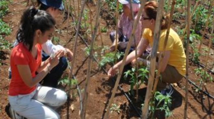 Silifke&rsquo;de domates ve fasulye &uuml;retimi arttı