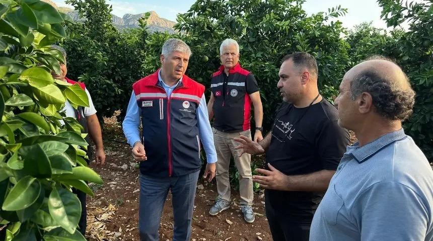 Adana&rsquo;da dolu yağışı tarım &uuml;r&uuml;nlerine zarar verdi