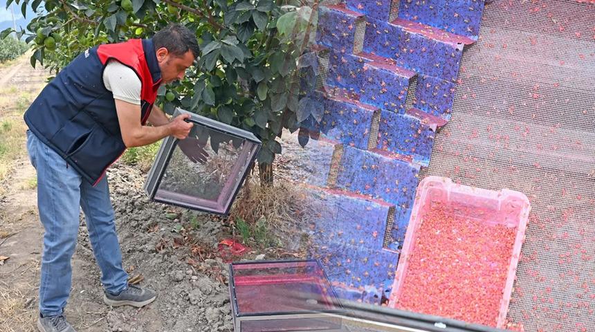 500 bin steril erkek b&ouml;cek doğaya bırakıldı