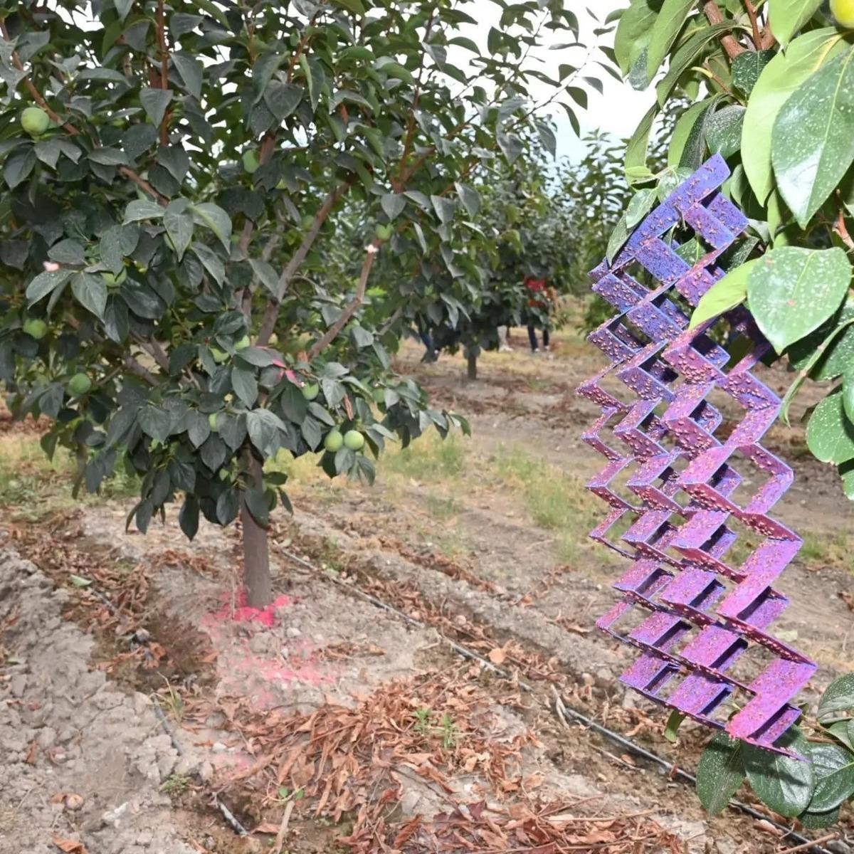 500 bin steril erkek böcek doğaya bırakıldı 1