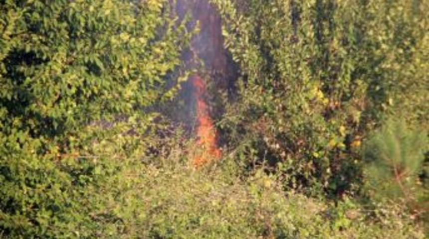 Yangın nedeniyle ağa&ccedil;landırılan ormanlık alan yeniden yandı