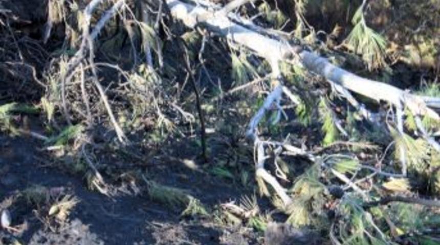 Orman yakan 2 kişi tutuklandı