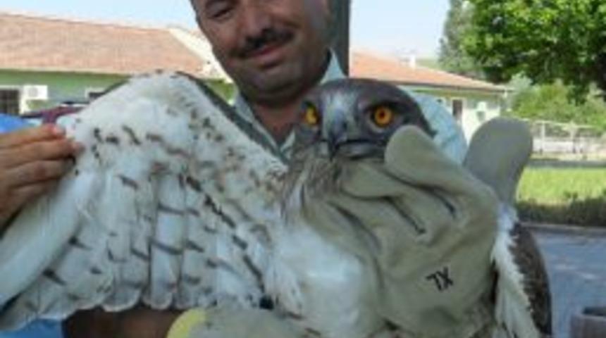 Ormancıların bulup iyileştirdiği yaralı şahin doğaya bırakıldı