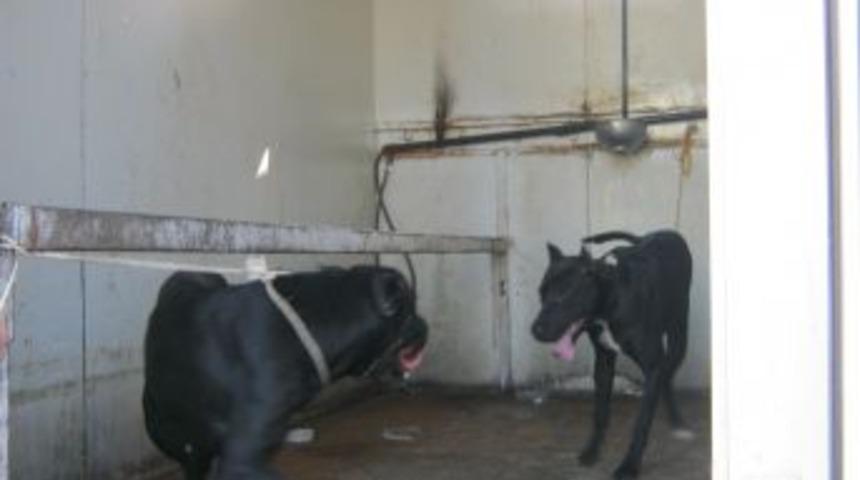 Tarsus'ta pitbull operasyonu