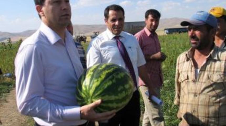 Muş karpuzu İzmir pazarına sunuluyor