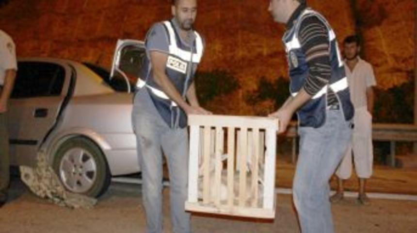 Uyuşturucu yerine yavru ceylan buldular