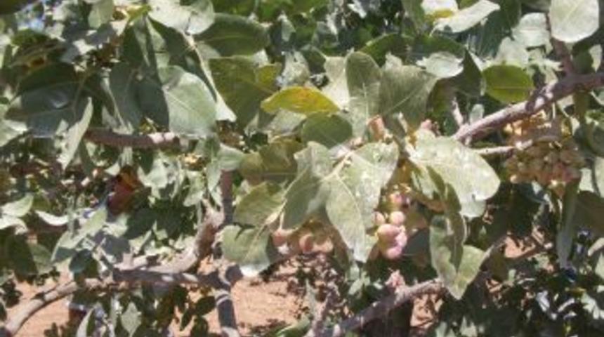 Antep fıstığı artık y&uuml;ksek sıcaklıklardan etkilenmeyecek