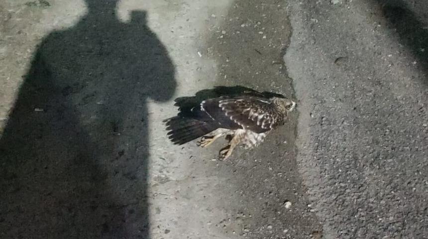 Sinop&rsquo;ta yaralı bulunan doğan tedavi altına alındı
