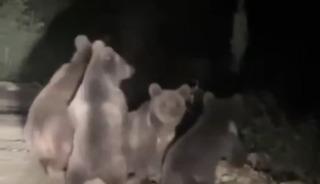 D&uuml;zce&rsquo;de anne ayı ve 3 yavrusu g&ouml;r&uuml;nt&uuml;lendi